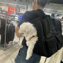 펫테리 | &lt;내돈내산&gt; 아니 이거 제발 당장사요 모드니펫 6개월 사용후기 (강아지 가방 강아지 백팩 이동장 찐...