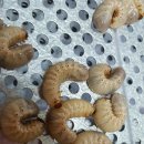 농원식품 이미지