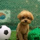 봄 펫살롱 이미지