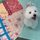 멍그니엘 애견호텔 수원점 이미지