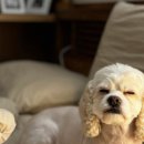 오늘의 개스트 이미지