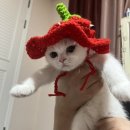 무양반려동물병원 이미지