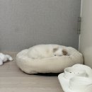 엄마밥줘 | 포인핸드 유기견 입양 후기 경주동물사랑보호센터 밥풀이의 성장일기