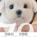김해 강아지분양 고양이분양 똥강아지 이미지