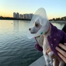 초원동물병원 이미지