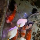김포 몬스터리움+ 강화자연사박물관 후기
