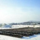 영월한우 이미지