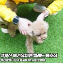 옐레드 애견유치원&애견호텔 부산용호점 | 부산애견유치원 호텔링서비스 &#34;옐레드 부산용호점&#34;