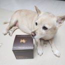 폴라동물병원 | 강아지 분리불안 스트레스 완화 영양제 폴라밸런스 먹고 기분 좋은 산책 도전