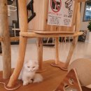 예뻐질:개&고양이카페 이미지