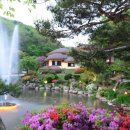 자작나무이야기 이미지