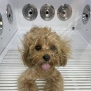 푸르댕 2산단점 이미지