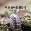 이디엘