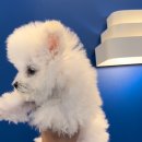 타이니펫 송파헬리오시티점 이미지