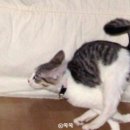 우다다 냥이