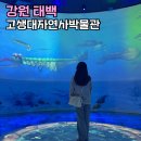 고생대자연박물관 | 강원도 태백 가볼만한곳 태백고생대자연사박물관 관광지