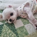 꽃개애견미용 이미지