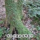 선흘곶 <b>선흘곶</b> 동백동산 ｜제주 람사르습지 자연 걷기 여행