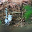 산자락 - 천안시 동남구 해수길 121 | 산자락