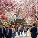 수양천안·아산 | 천안 각원사 겹벚꽃길 방문 전략: 데이터 기반 완벽 가이드