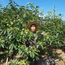 이춘식농장 이미지