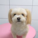 오룡애견미용 이미지