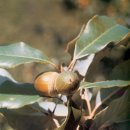 완도 예송리 상록수림 이미지