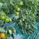 은율농장 이미지