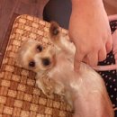 오원석 황금동물병원 이미지