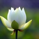 능대로 Daum카페