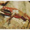 황금개구리 이미지