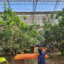 산물 | 🏡 쇠소깍 산물 관광농원 방문 후기 – 제주투어패스로 알차게 즐긴 레트로 여행