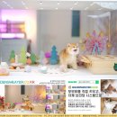 브리티쉬숏헤어 캐터리 | 브리티쉬숏헤어골드분양가와 일상의 변화