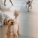 독립켄넬(소규모) | 부산애견호텔 선택 시 위생 청결 전문성 확인하는 핵심 점검 목록