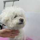 거북애견 이미지