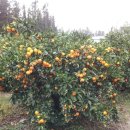 시은농장 이미지