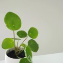 페페로미아 이미지