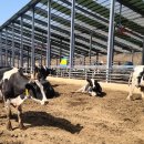 정동축산 이미지