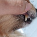 샤니덴탈 | 강아지치석제거 강아지덴탈껌 그리니즈로 관리해요