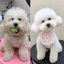 아미고 펫살롱 이미지