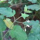 배풍등(이명 : 배풍등나무. 백초(白草), 백채(白菜), 백모등(白毛藤)) 이미지