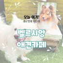 양덕동285 | 강아지전용) 창원 양덕동 &#39;벨르시앙&#39; 애견카페 나들이 후기