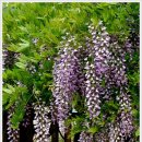 아지매김밥 이미지