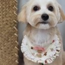 뭉개뭉개 이미지