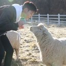 광민목장 서울경제