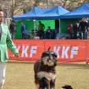 CAFE THE DOG 이미지