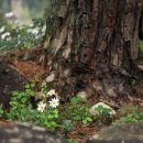 지천솔밭 이미지