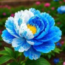 보나오라 이미지