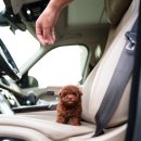 퍼피슈가 이미지