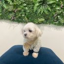 인디퍼피 이미지